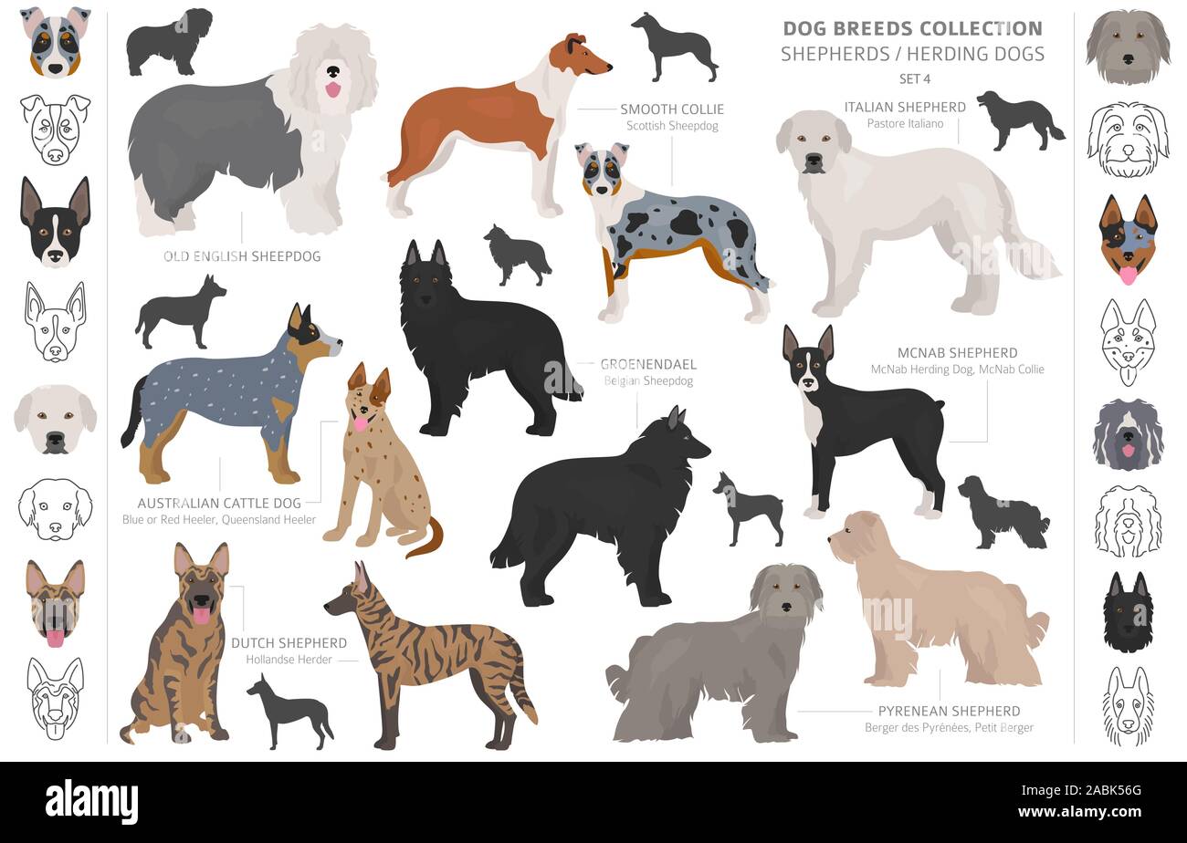 Berger et chiens de bergers collection isolated on white. Style plat. Autre couleur et pays d'origine. Vector illustration Illustration de Vecteur
