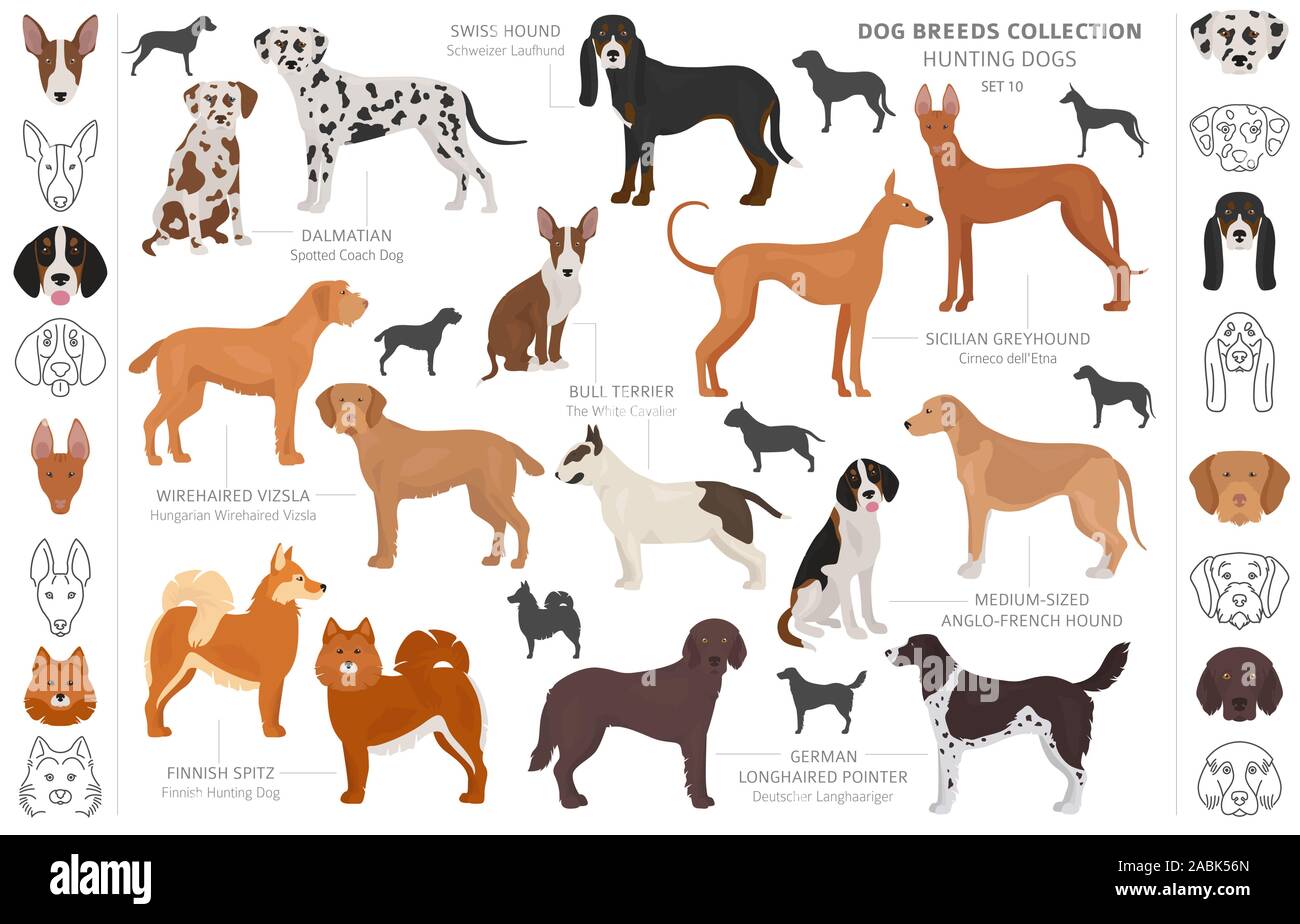 Les chiens de chasse collection isolated on white clipart. Style plat. Autre couleur, portraits et silhouettes. Vector illustration Illustration de Vecteur