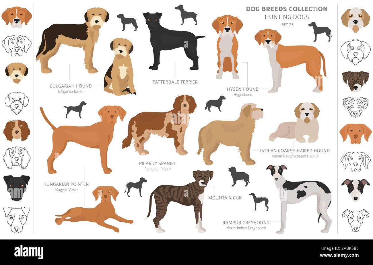 Les chiens de chasse collection isolated on white clipart. Style plat. Autre couleur, portraits et silhouettes. Vector illustration Illustration de Vecteur
