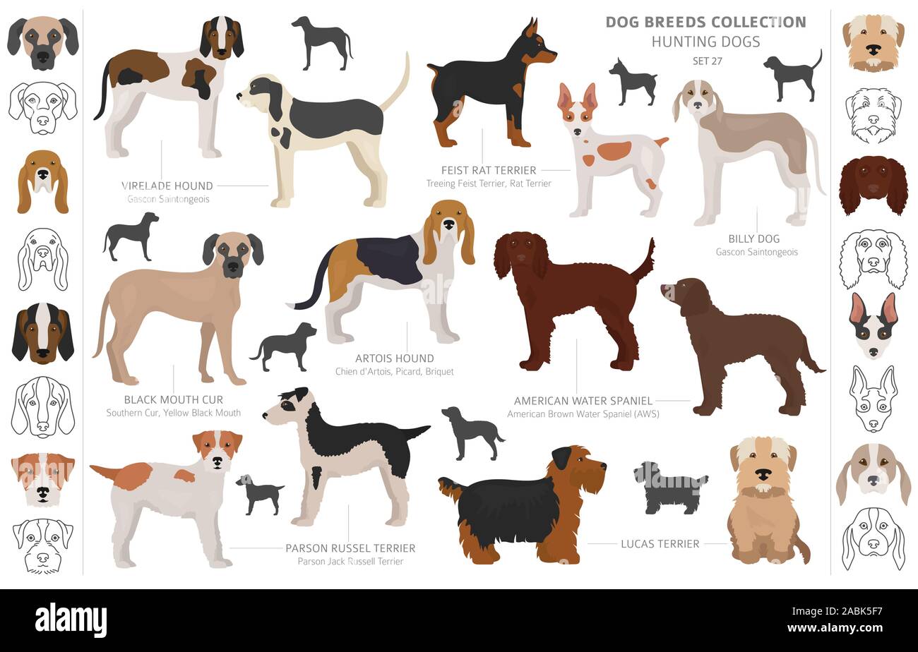 Les chiens de chasse collection isolated on white clipart. Style plat. Autre couleur, portraits et silhouettes. Vector illustration Illustration de Vecteur