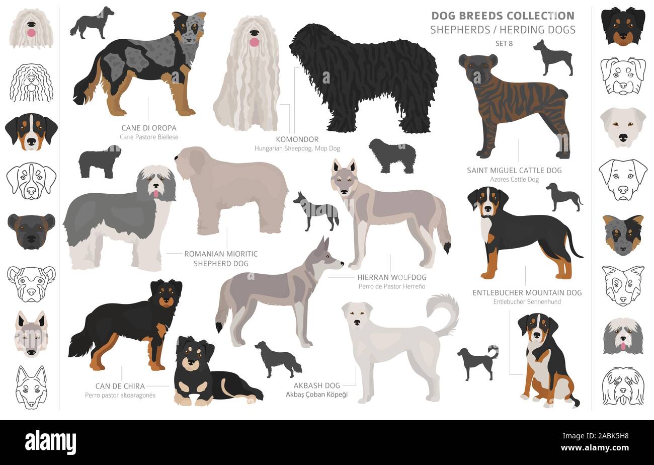 Berger et chiens de bergers collection isolated on white. Style plat. Autre couleur et pays d'origine. Vector illustration Illustration de Vecteur