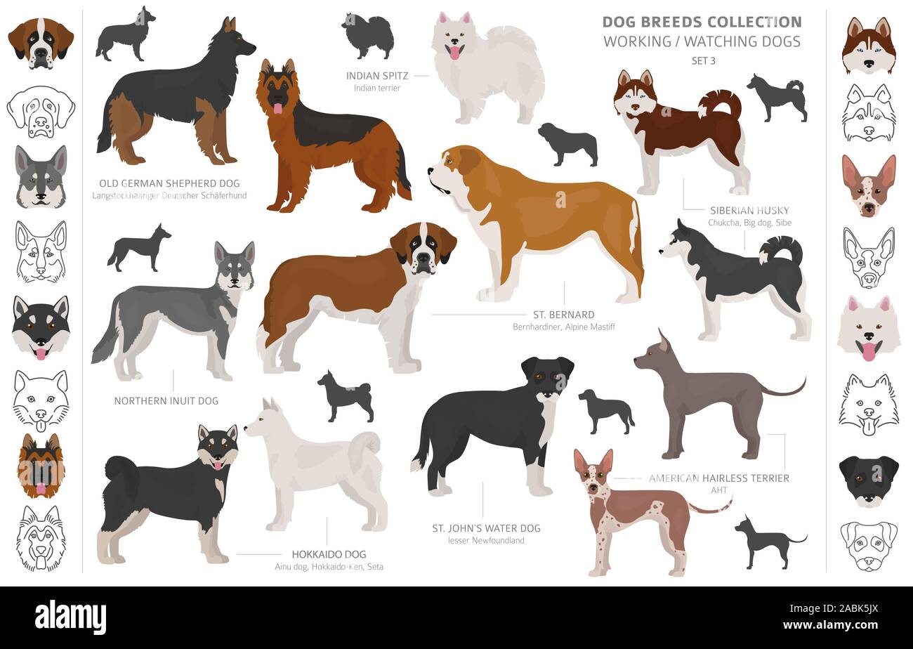 Groupe de travail, de service et de regarder les chiens collection isolated on white. Style plat. Autre couleur et pays d'origine. Vector illustration Illustration de Vecteur