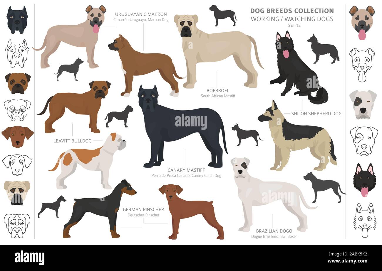 Groupe de travail, de service et de regarder les chiens collection isolated on white. Style plat. Autre couleur et pays d'origine. Vector illustration Illustration de Vecteur