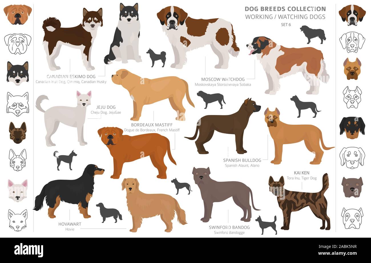 Groupe de travail, de service et de regarder les chiens collection isolated on white. Style plat. Autre couleur et pays d'origine. Vector illustration Illustration de Vecteur