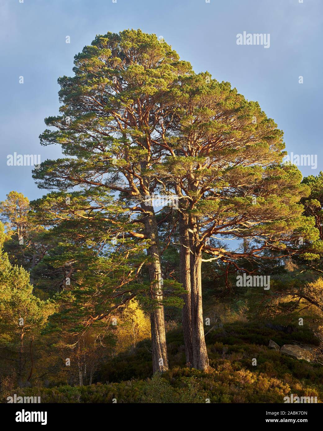 Arbres de pin sylvestre dans Glen Affric, Inverness, Ecosse, Highland Banque D'Images