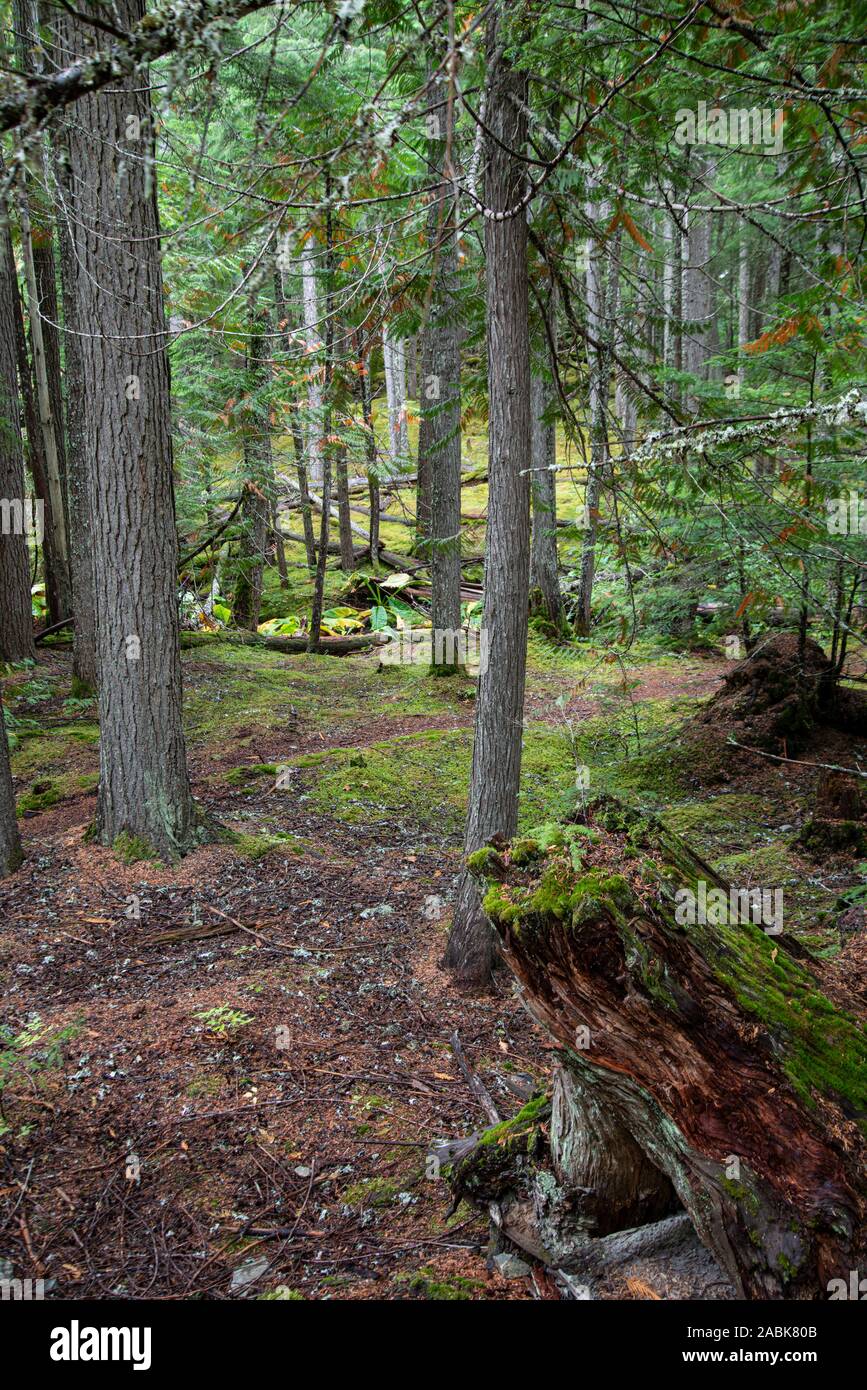 La forêt de conifères, près de Whistler, Colombie-Britannique, Canada. Banque D'Images