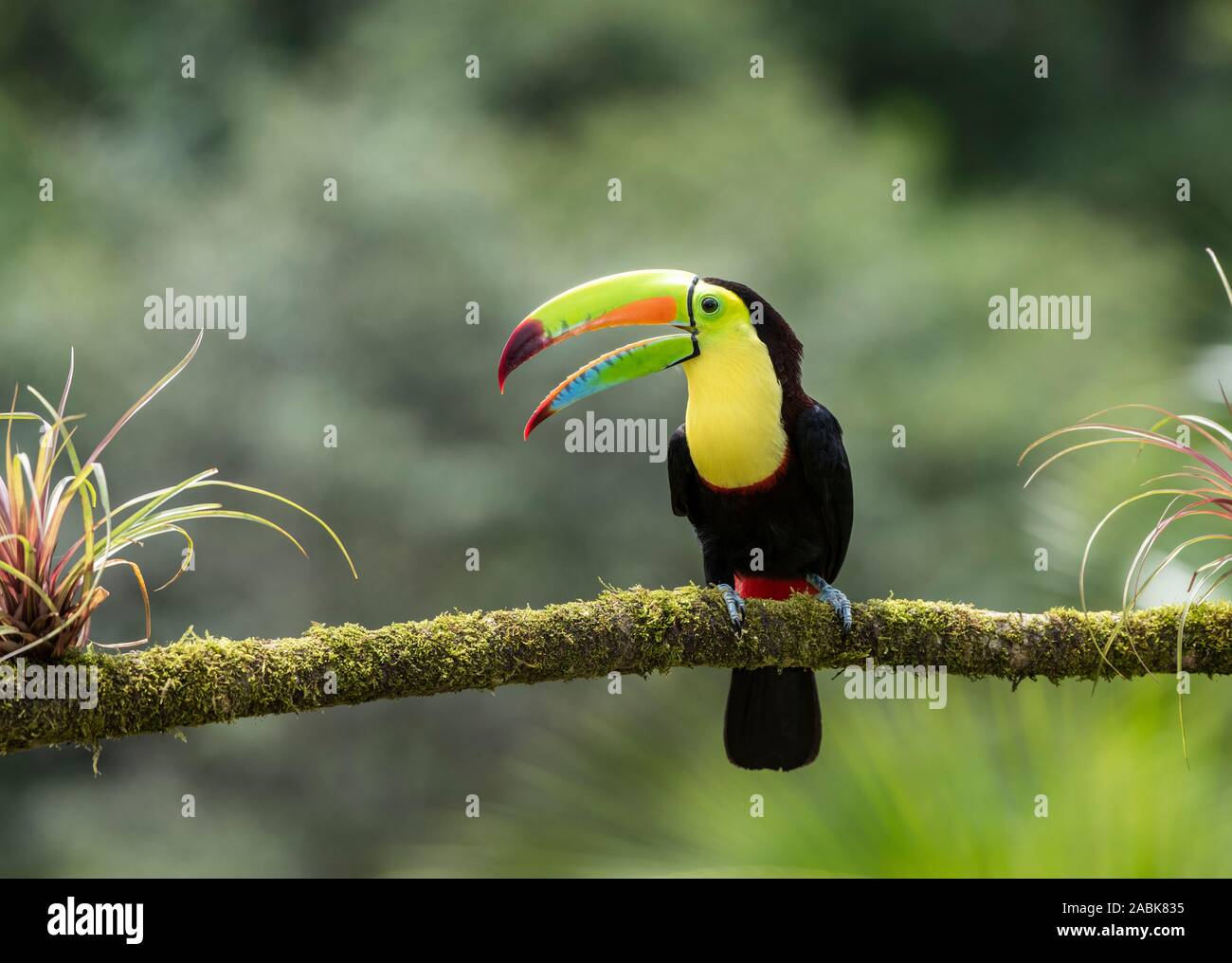 Keel-Billed Ramphastos sulfuratus : Toucan. Costa Rica Banque D'Images