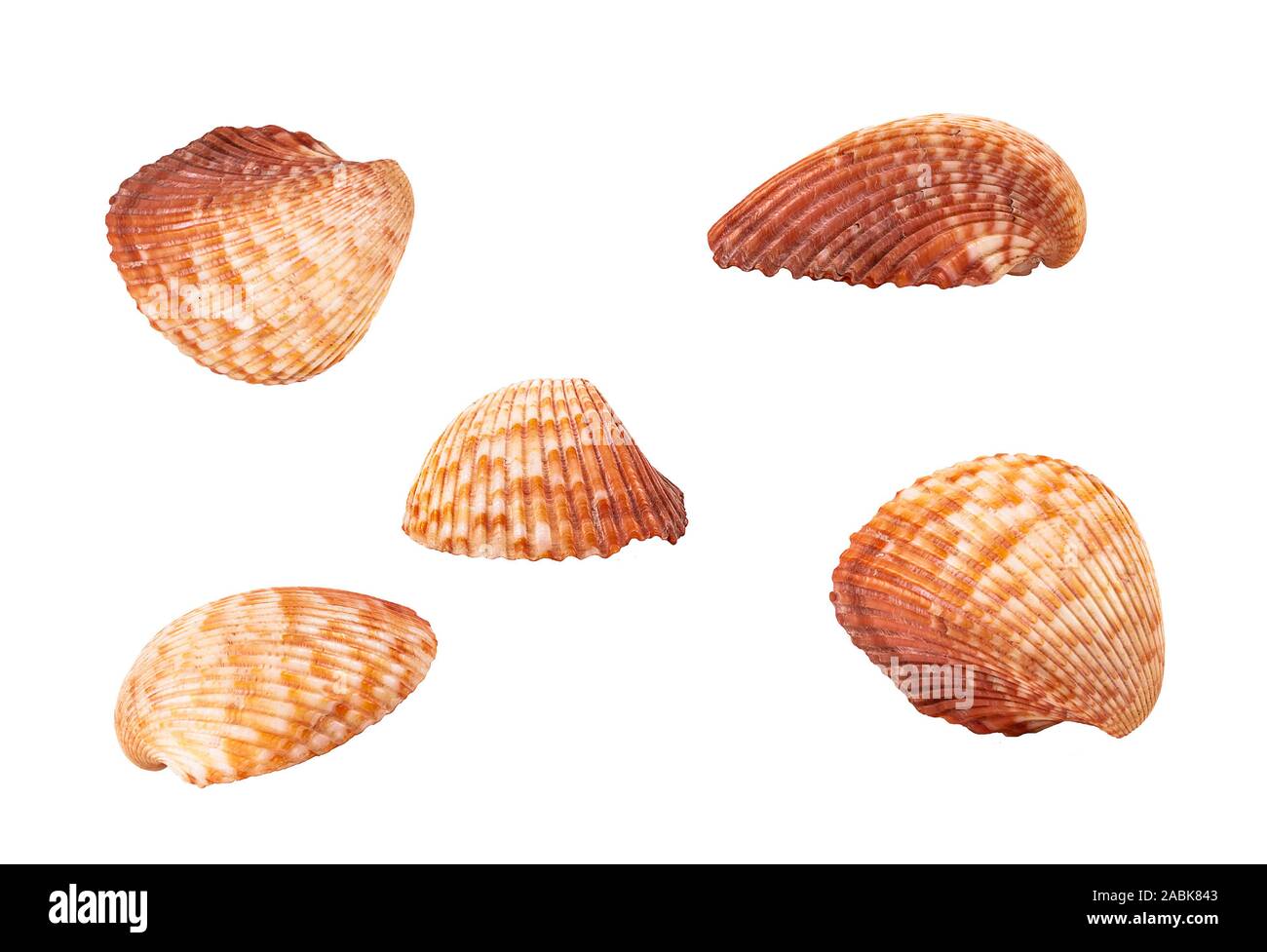 Collection de coquillages de différents angles. Ensemble de coquillages tropicaux vide clam. Isolé sur fond blanc. Banque D'Images