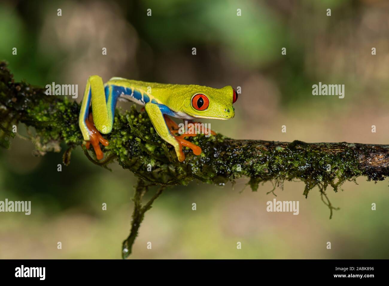 Red-Eyed Tree Frog : Agalychnis. cllidryas Costa Rica. Banque D'Images