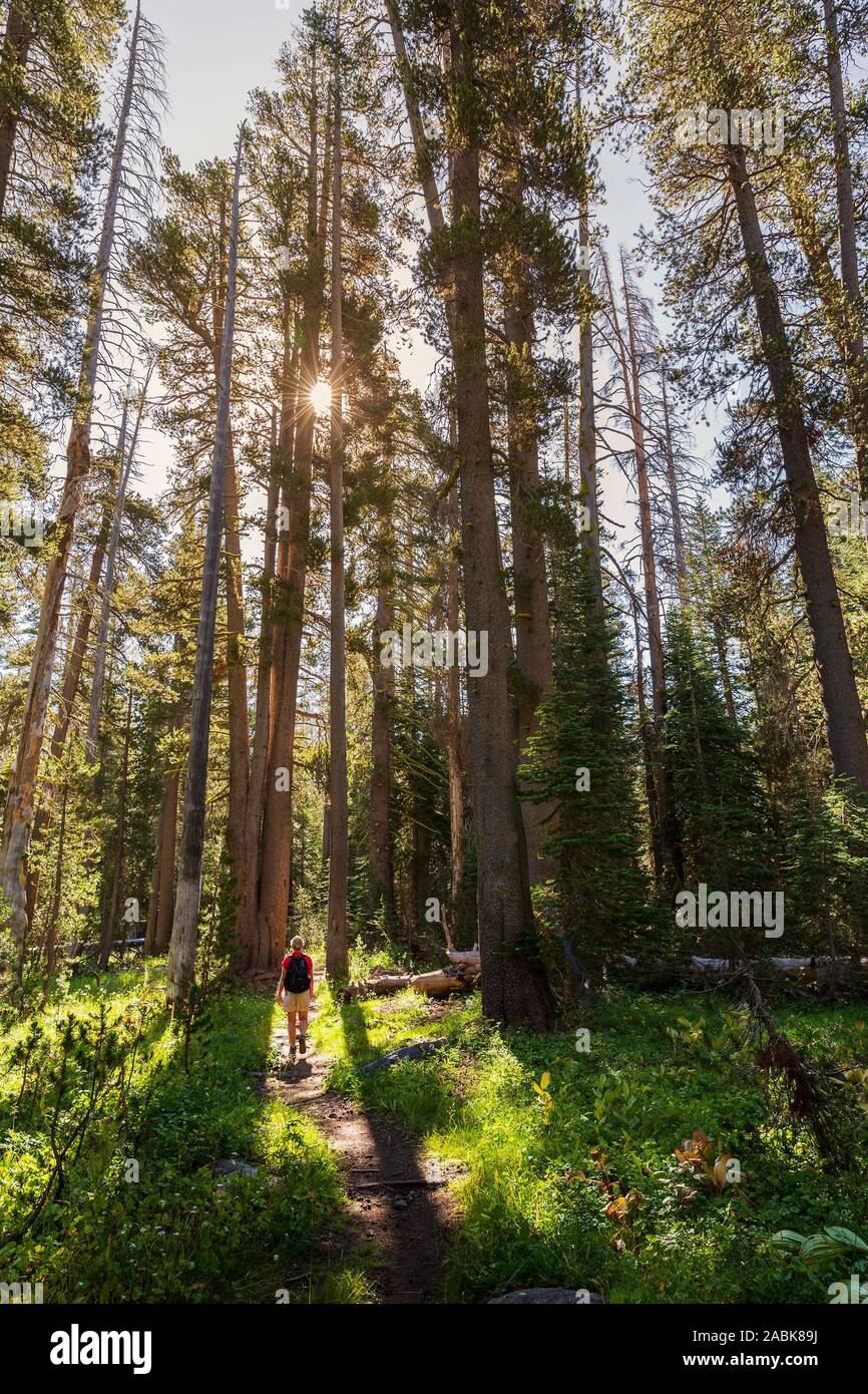 Femme marchant à travers les arbres conifères sur le sentier du lac du Luken in Yosemite National Park, CA, USA Banque D'Images