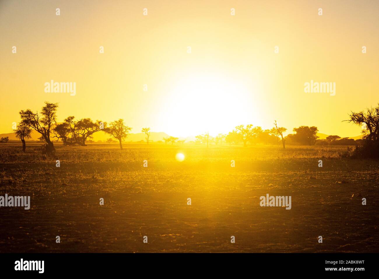 Lever du soleil lumineux dans Namib Naukluft Park avec la silhouette des arbres, la Namibie, l'Afrique Banque D'Images