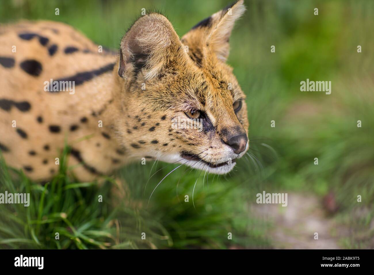 Un Portrait D Un Serval Savannah Assis Dans L Herbe Verte Et A La Recherche Jusqu A La Droite En Pointille Noir Marron Beige Gros Chat Sauvage Photo Stock Alamy Un Portrait D Un Serval Savannah Assis Dans L Herbe Verte Et A La Recherche Jusqu A La Droite En Pointille Noir Marron Beige Gros Chat Sauvage Photo Stock Alamy