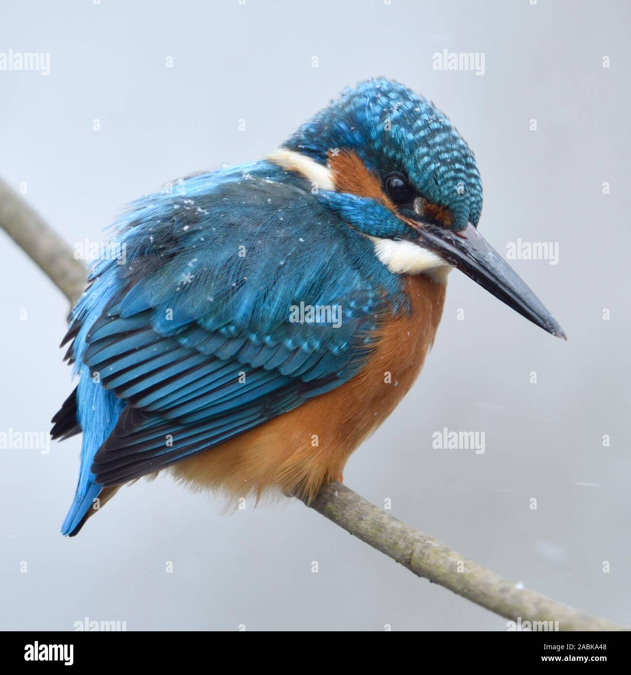 / Kingfisher Alcedo atthis Optimize ( ), homme en hiver, perché sur une branche avec des flocons de neige sur le dos, de la faune, de l'Europe. Banque D'Images