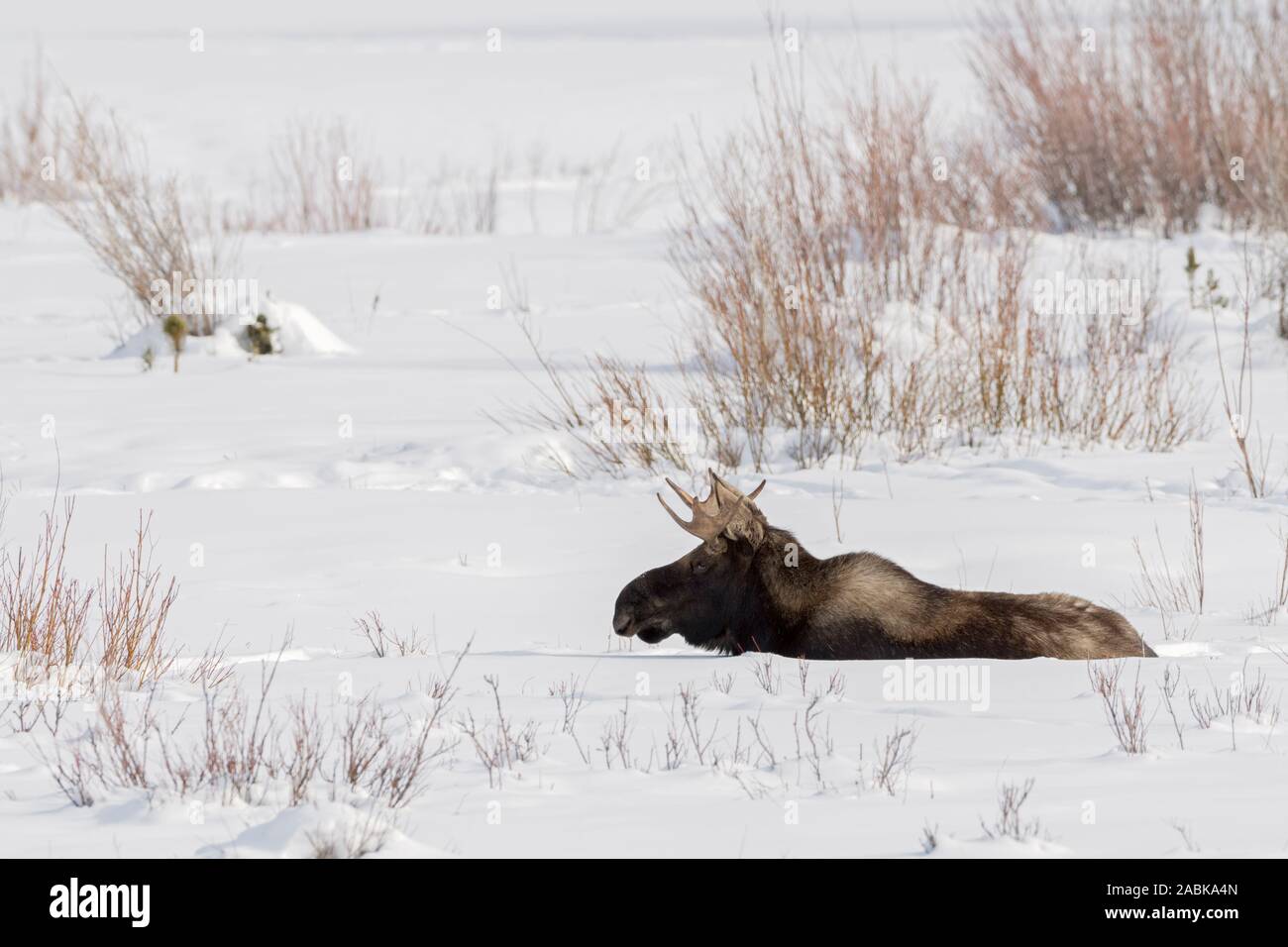 Elch / Orignal ( Alces alces ), jeune taureau, de repos, de mensonge, de ruminer dans la neige, hiver, Yellowstone NP, USA. Banque D'Images
