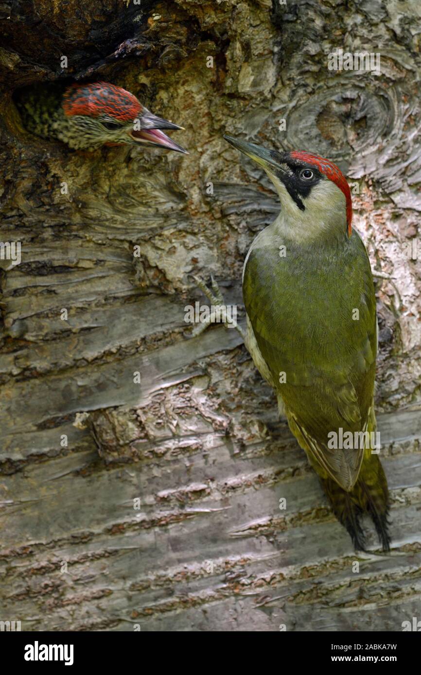 Pic Vert / Grünspecht ( Picus viridis ), nourrir ses jeunes poussins au nid, l'Europe. Banque D'Images