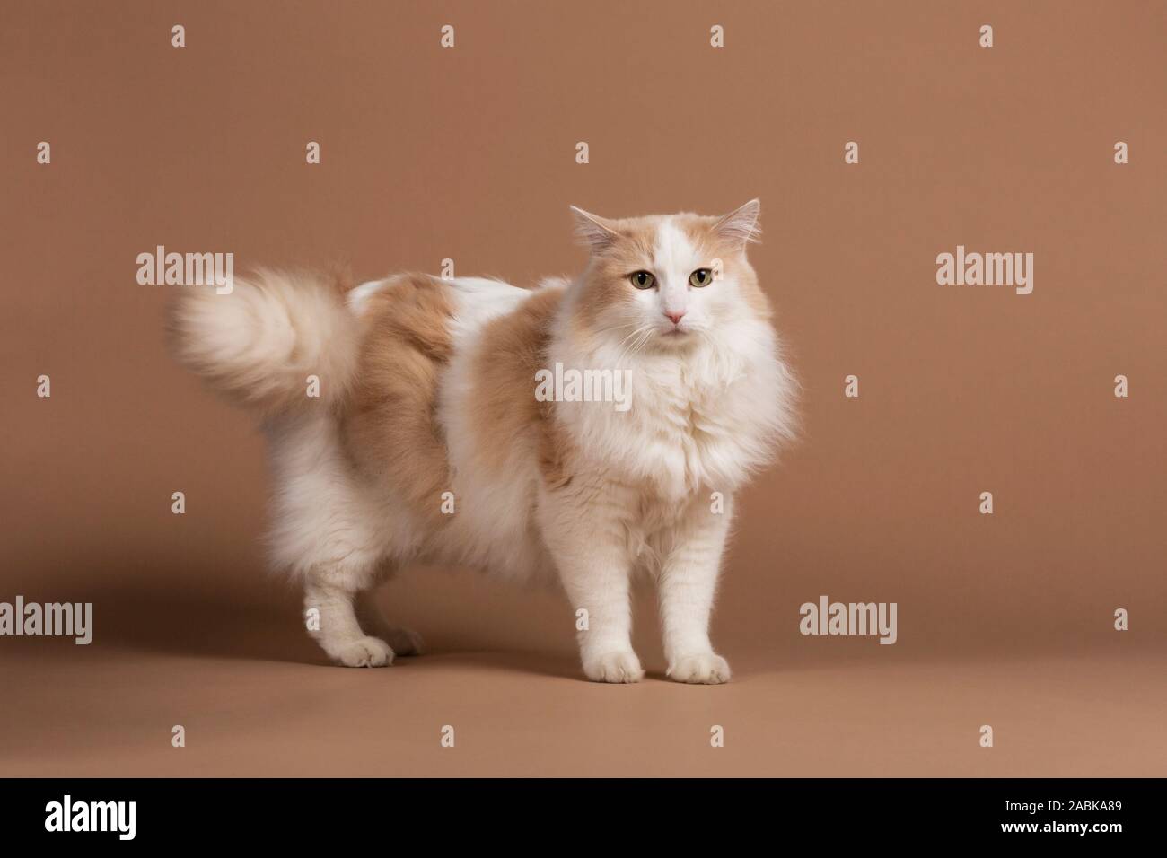 Un chat turc de van et isolés, debout devant un fond beige à brun dans l'appareil. Furry fourrure blanche, de longs cheveux brun avec détails. b Banque D'Images