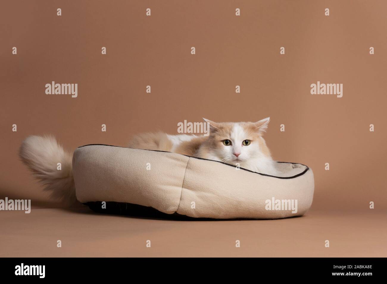 Un chat turc de van isolé et assis dans son panier beige devant un fond beige à brun dans l'appareil. Furry fourrure blanche, cheveux longs wi Banque D'Images