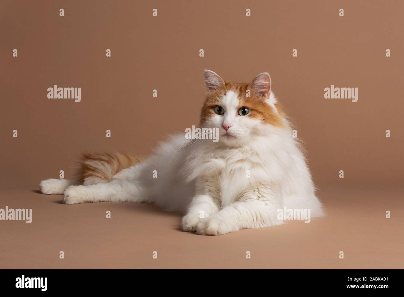 Chat Turc De Van Isole Sur Un Fond Brun Legerement A Gauche Fourrure Angora Blanche Et Marron Details Big Cat Race Big Bright Gree Photo Stock Alamy Chat Turc De Van Isole Sur Un Fond Brun Legerement A Gauche Fourrure Angora Blanche Et Marron Details Big Cat Race Big Bright Gree Photo Stock Alamy