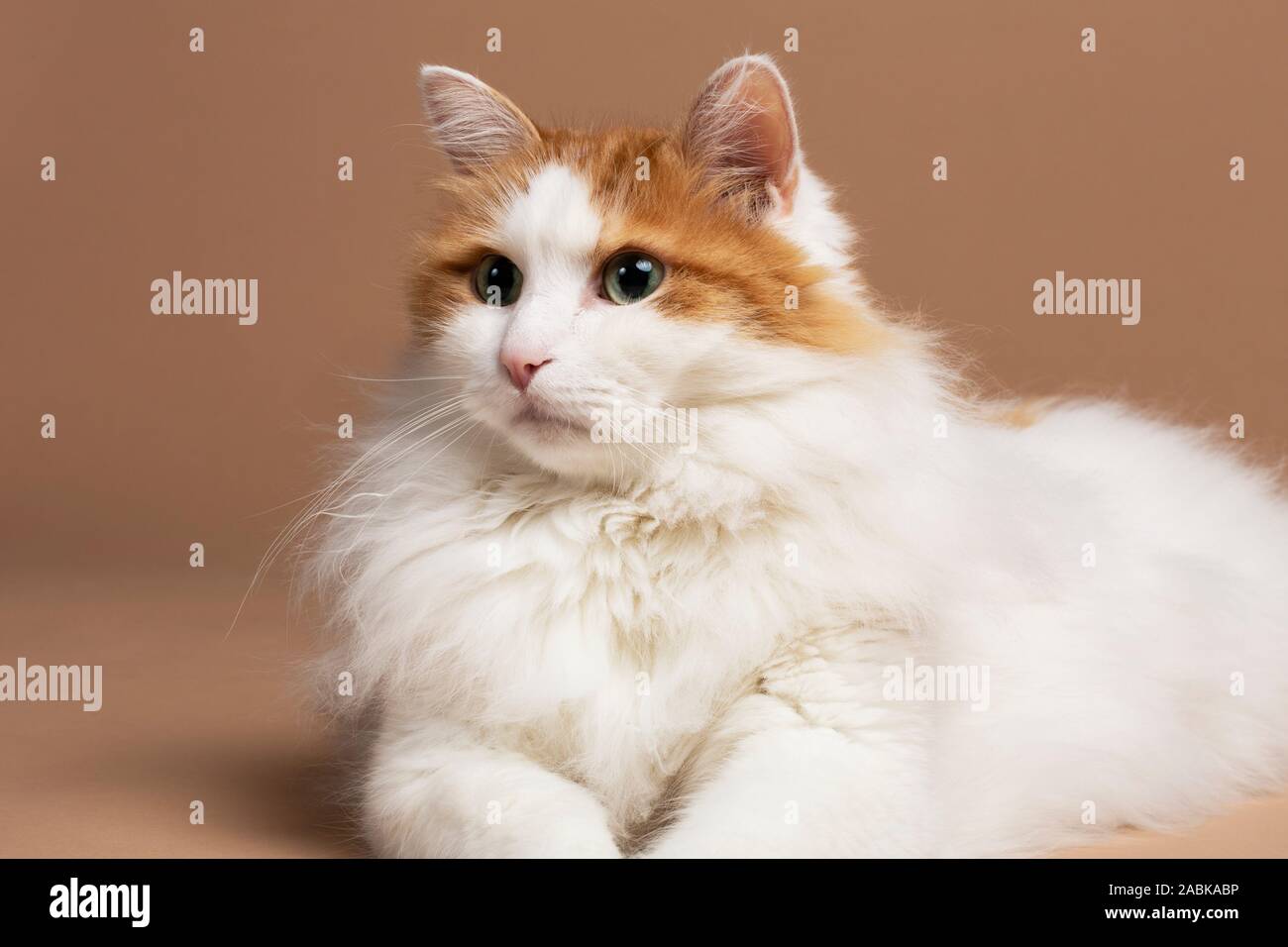 Un portrait of a cute belle couleur marron et blanc moelleux chat turc de van aux yeux verts fixant devant un fond beige marron s horizontal Banque D'Images