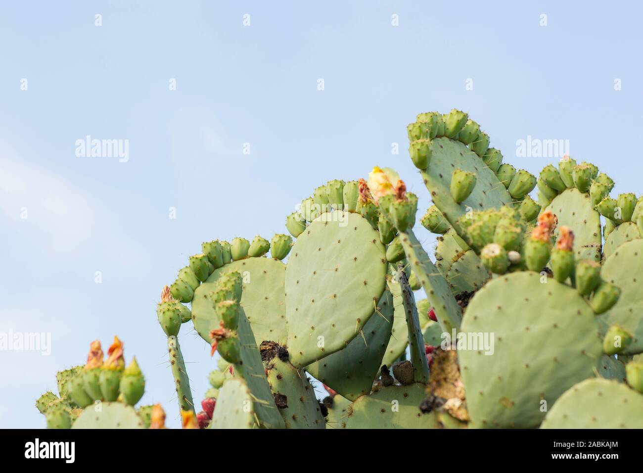 Un grand figuier de barbarie Opuntia stricta Cactus avec des fleurs dans le soleil de l'été en Provence, France. Plante Méditerranéenne, grandissant dans un env Banque D'Images