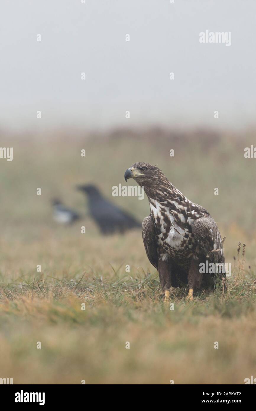 White-tailed Eagle / l'Aigle de mer / Seeadler ( Haliaeetus albicilla ), juvénile, adolescent, assis sur le sol, avec grand corbeau et Magpie Banque D'Images