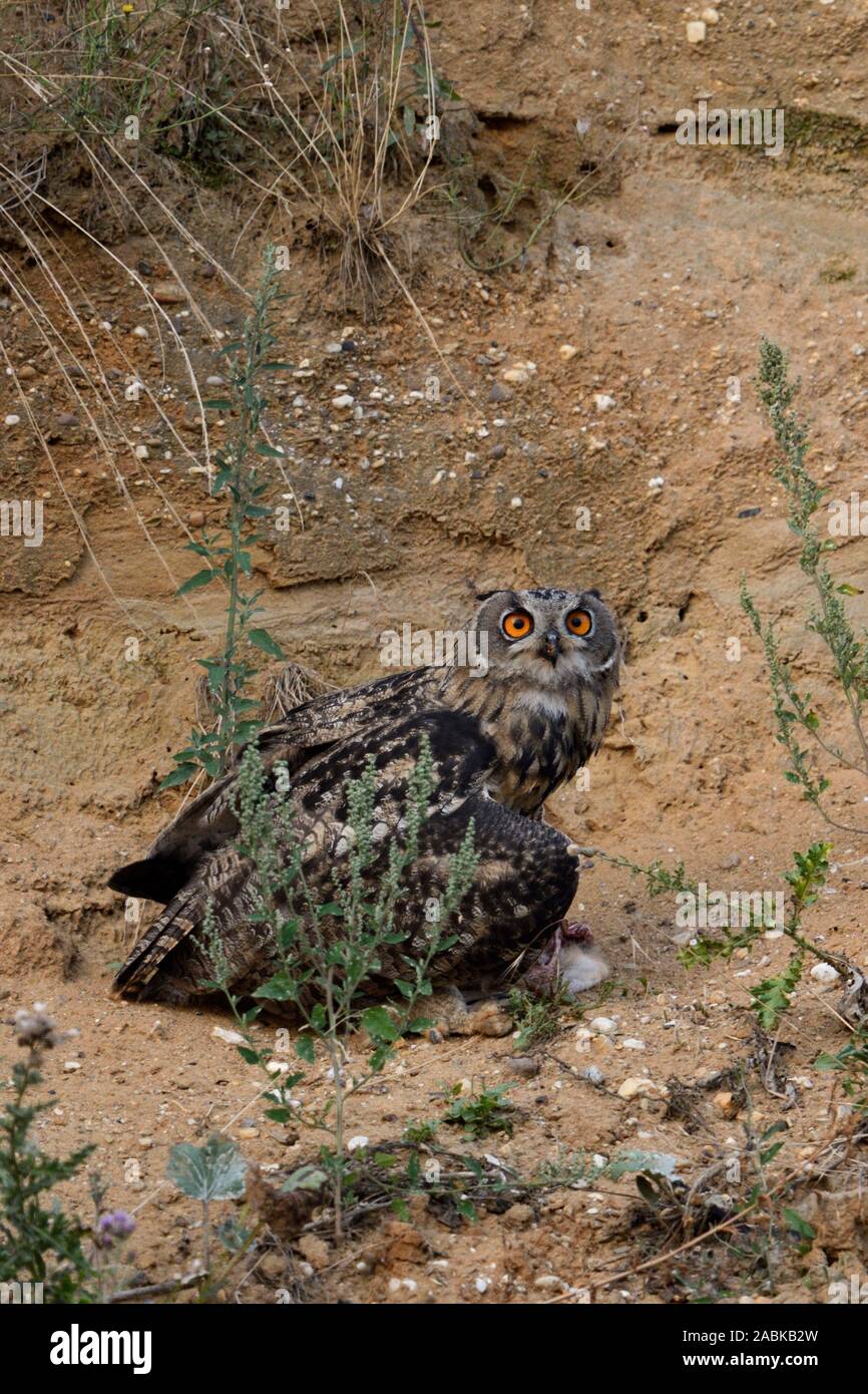 Grand Owl Bubo bubo Uhu ( / ), perché sur la pente d'une carrière de sable, la détention, la protection d'un morceau de proie dans ses serres, regarder, faune, Eur Banque D'Images