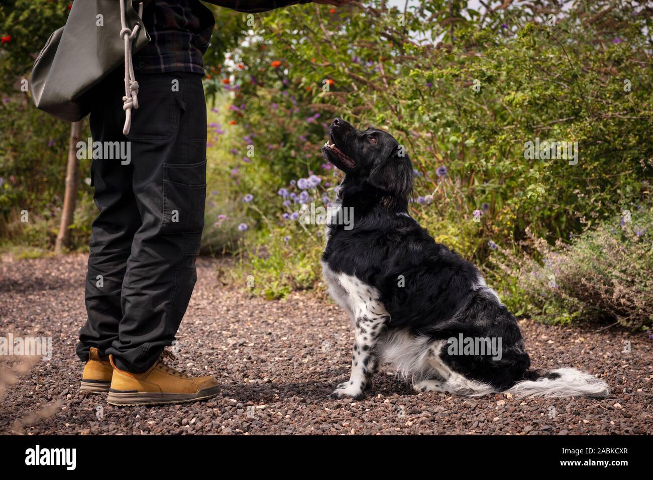 Un beau mignon stabyhoun spotted dog noir et blanc obéissant et l'écoute d'un homme portant des vêtements de plein air tout en restant assis dans un jardin plein de couleurs Banque D'Images