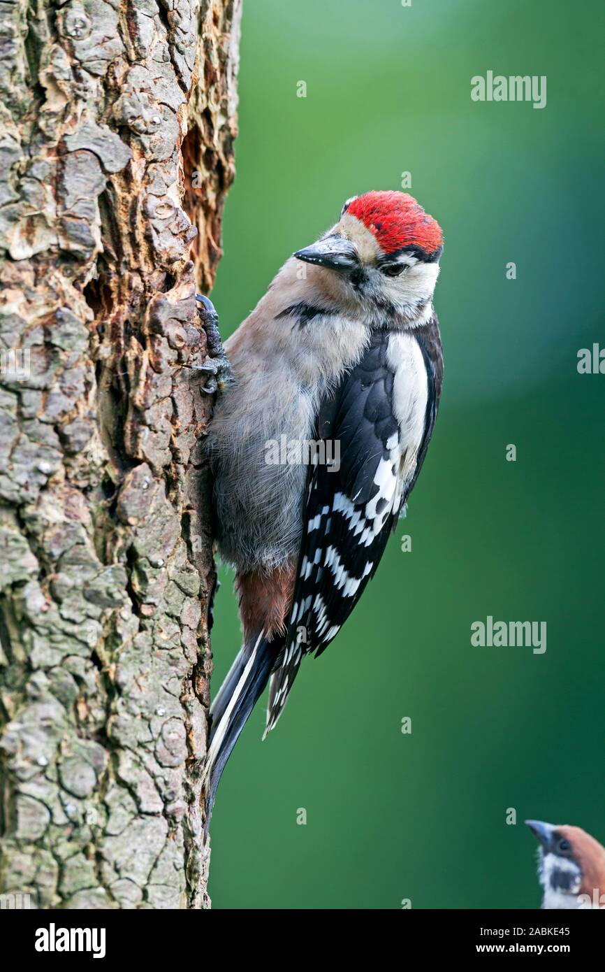 Great Spotted woodpecker (Picoides major, Dendrocopos major). Les juvéniles accrochés à un tronc d'arbre, à la recherche de Moineau friquet (passer montanus). Allemagne Banque D'Images