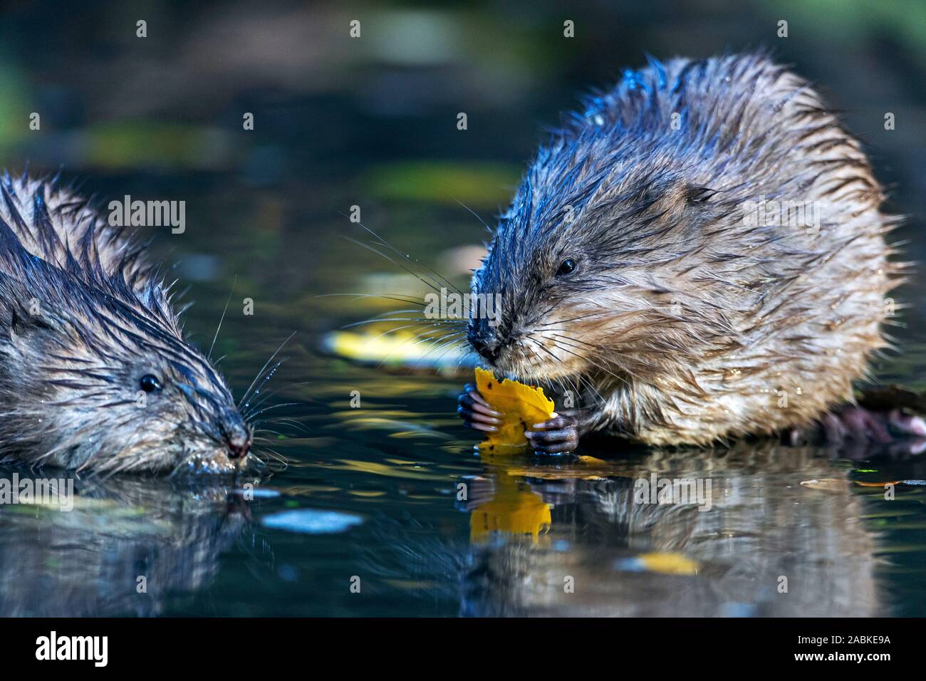 Le rat musqué (Ondatra zibethicus). La prochaine à l'adulte. Allemagne Banque D'Images