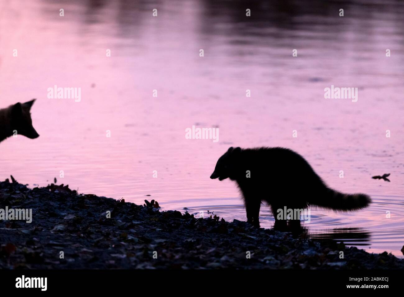 Rencontre entre le raton laveur (Procyon lotor) et Red Fox (Vulpes vulpes) sur le bord d'un étang à la recherche de carcasses de poisson. Allemagne Banque D'Images