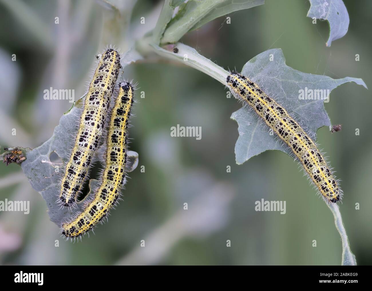 Large White (Pieris brassicae). Chenilles mangeant une feuille. Allemagne Banque D'Images