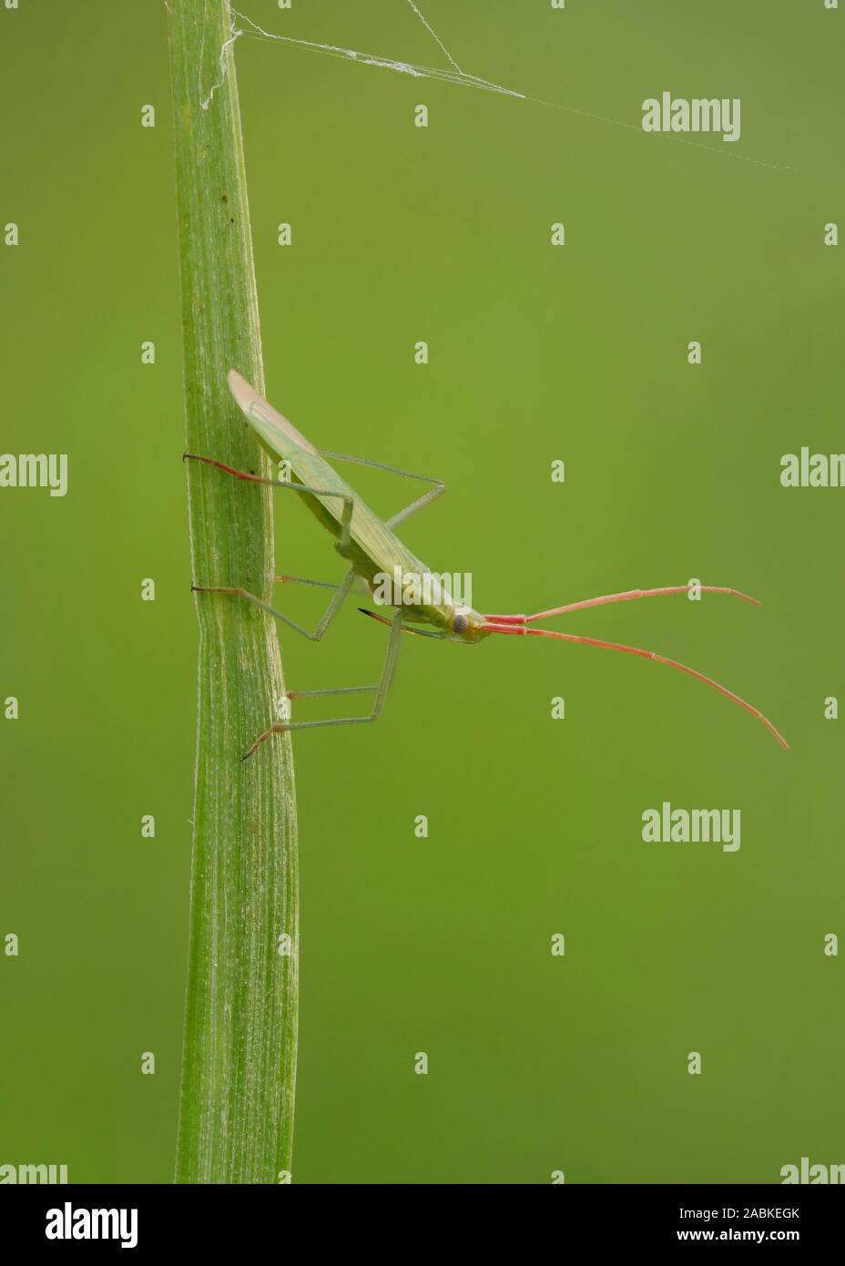 Feuilles de riz (Trigonotylus caelestialium Bug) sur un brin d'herbe. Allemagne Banque D'Images