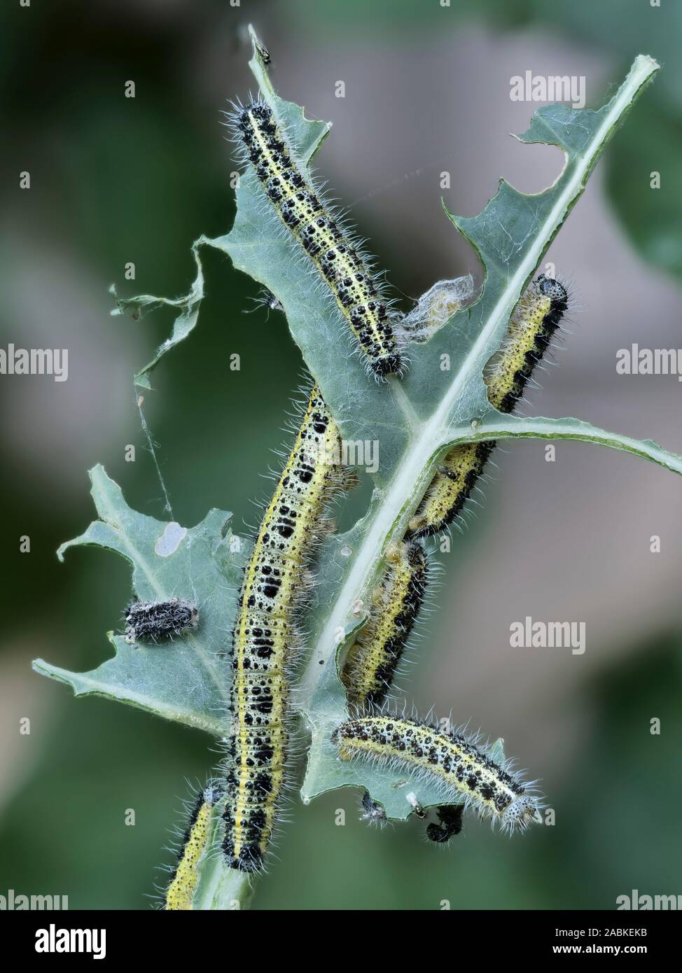 Large White (Pieris brassicae). Chenilles mangeant une feuille. Allemagne Banque D'Images
