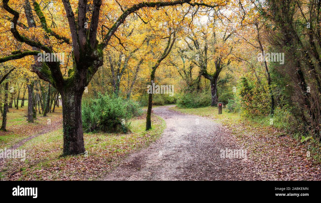 Armentia forêt en automne, à Vitoria-Gasteiz, Pays Basque, Espagne Banque D'Images