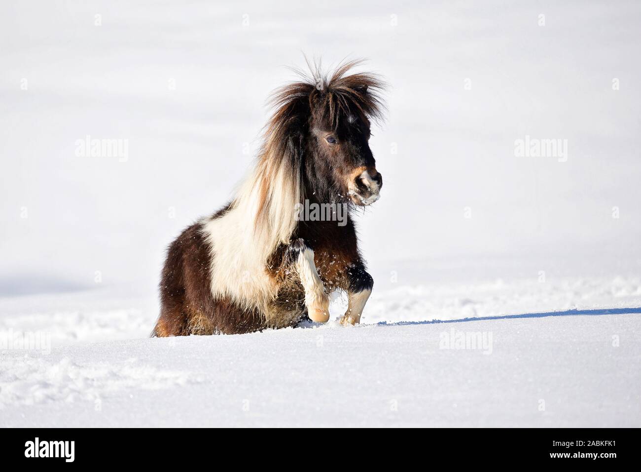 Poney Drole Banque D Image Et Photos Alamy Poney Drole Banque D Image Et Photos Alamy