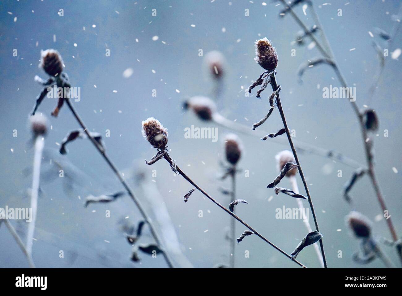 Neige sur les plantes en hiver, le blanc et le froid Banque D'Images
