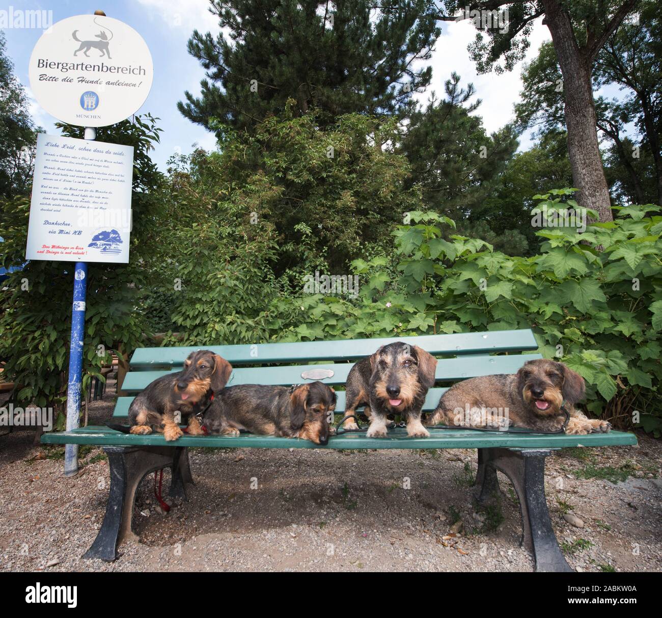 Teckel sur un banc en face de l'Mini-Hofbräuhaus dans le Jardin Anglais de  Munich. [Traduction automatique] Photo Stock - Alamy