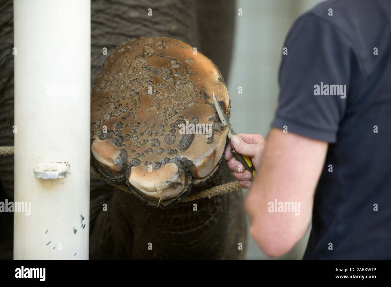 Un détenteur d'animaux dans le zoo Hellabrunn prend soin des éléphants' les soins des pieds. [Traduction automatique] Banque D'Images