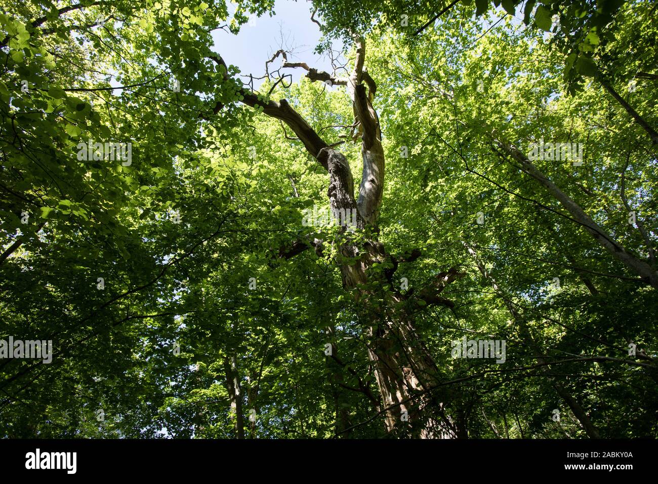 Projet "ermites" dans la forêt du monastère Maria Eich à Planegg. Afin de le protéger, le monastère forest est attribué comme un projet officiel de la Décennie des Nations Unies pour la biodiversité. Dans ce morceau de bois, des arbres sont coupés de l'habitat, c.-à-d'autres arbres qui prennent leur place sont abattus. À cette fin, l'habitat arbres doivent pouvoir s'élargir de sorte qu'à l'avenir, ils peuvent également fournir l'habitat pour les coléoptères. De plus, le bois mort n'est pas dissipée et arbres tombés sont simplement laissées autour. [Traduction automatique] Banque D'Images