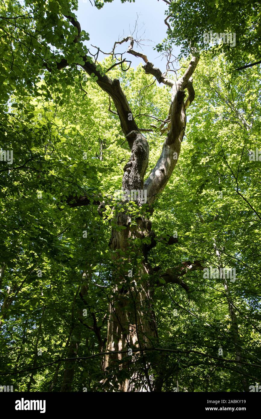 Projet "ermites" dans la forêt du monastère Maria Eich à Planegg. Afin de le protéger, le monastère forest est attribué comme un projet officiel de la Décennie des Nations Unies pour la biodiversité. Dans ce morceau de bois, des arbres sont coupés de l'habitat, c.-à-d'autres arbres qui prennent leur place sont abattus. À cette fin, l'habitat arbres doivent pouvoir s'élargir de sorte qu'à l'avenir, ils peuvent également fournir l'habitat pour les coléoptères. De plus, le bois mort n'est pas dissipée et arbres tombés sont simplement laissées autour. [Traduction automatique] Banque D'Images