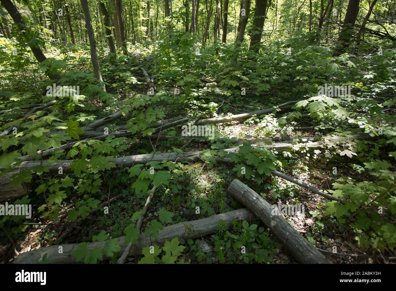 Projet "ermites" dans la forêt du monastère Maria Eich à Planegg. Afin de le protéger, le monastère forest est attribué comme un projet officiel de la Décennie des Nations Unies pour la biodiversité. Dans ce morceau de bois, des arbres sont coupés de l'habitat, c.-à-d'autres arbres qui prennent leur place sont abattus. À cette fin, l'habitat arbres doivent pouvoir s'élargir de sorte qu'à l'avenir, ils peuvent également fournir l'habitat pour les coléoptères. De plus, le bois mort n'est pas dissipée et arbres tombés sont simplement laissées autour. [Traduction automatique] Banque D'Images