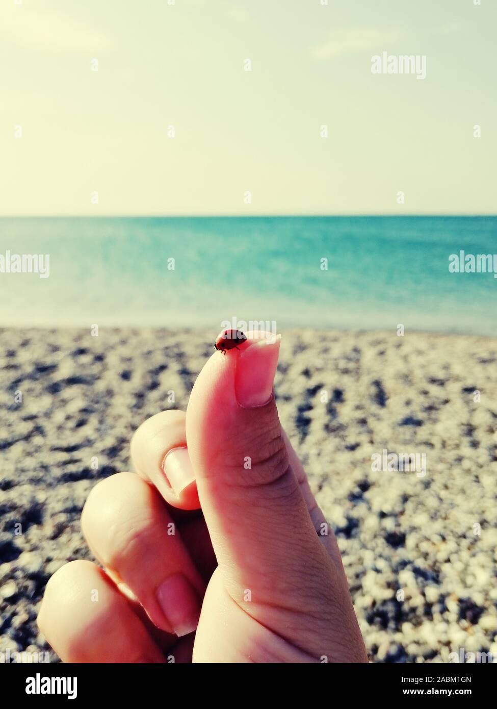 Coccinelle sur les terres d'un doigt main à la mer, dans une journée d'été, un porte-bonheur. Coccinelle sur la main sur la mer. Focus sélectif. Banque D'Images