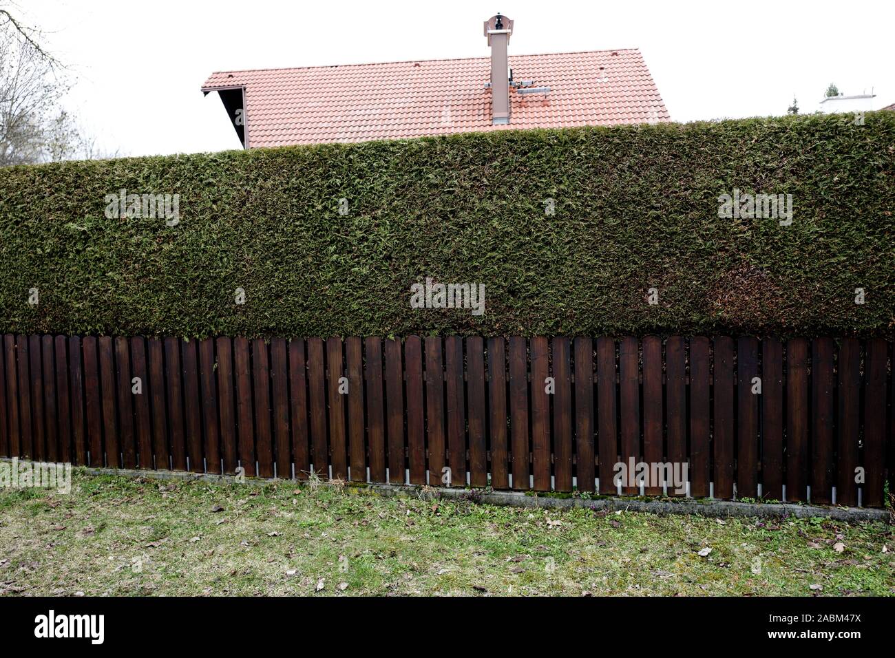 Thujen comme limite de couverture opaque à un jardin à Eichenau. [Traduction automatique] Banque D'Images