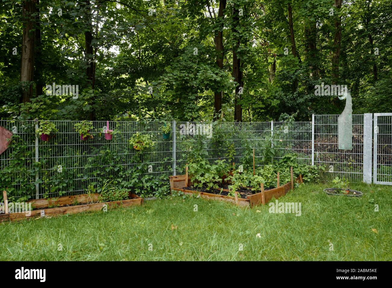 Le lit de légumes dans la KINDERHAUS à Munich en Spervogelstraße. La nouvelle clôture métallique sépare le jardin de la forêt voisine, où les enfants peuvent encore jouer avant. [Traduction automatique] Banque D'Images