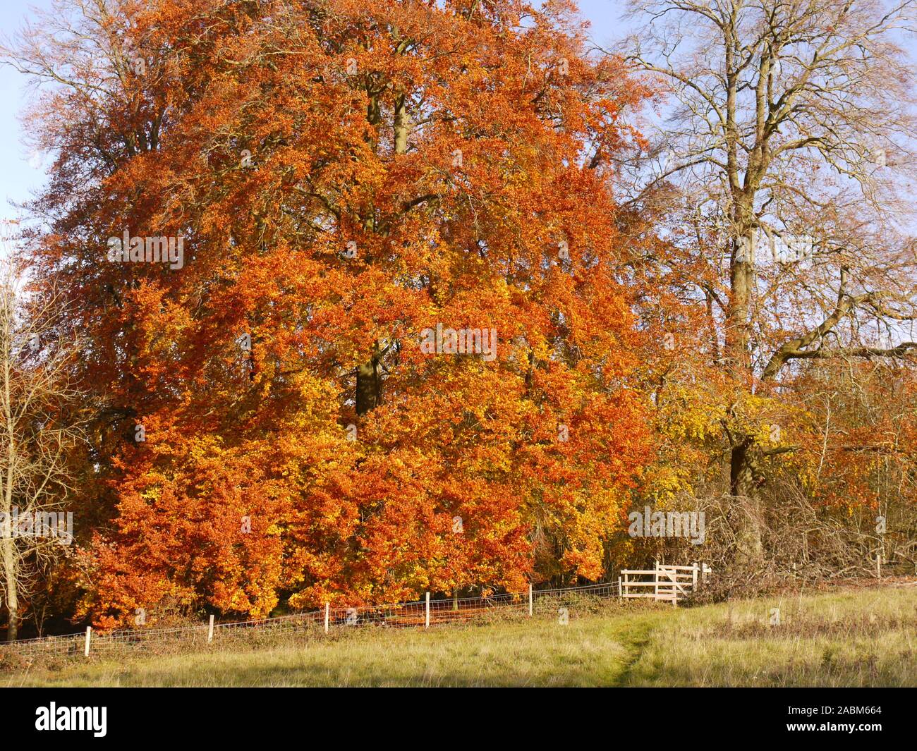 Automne Banque D'Images