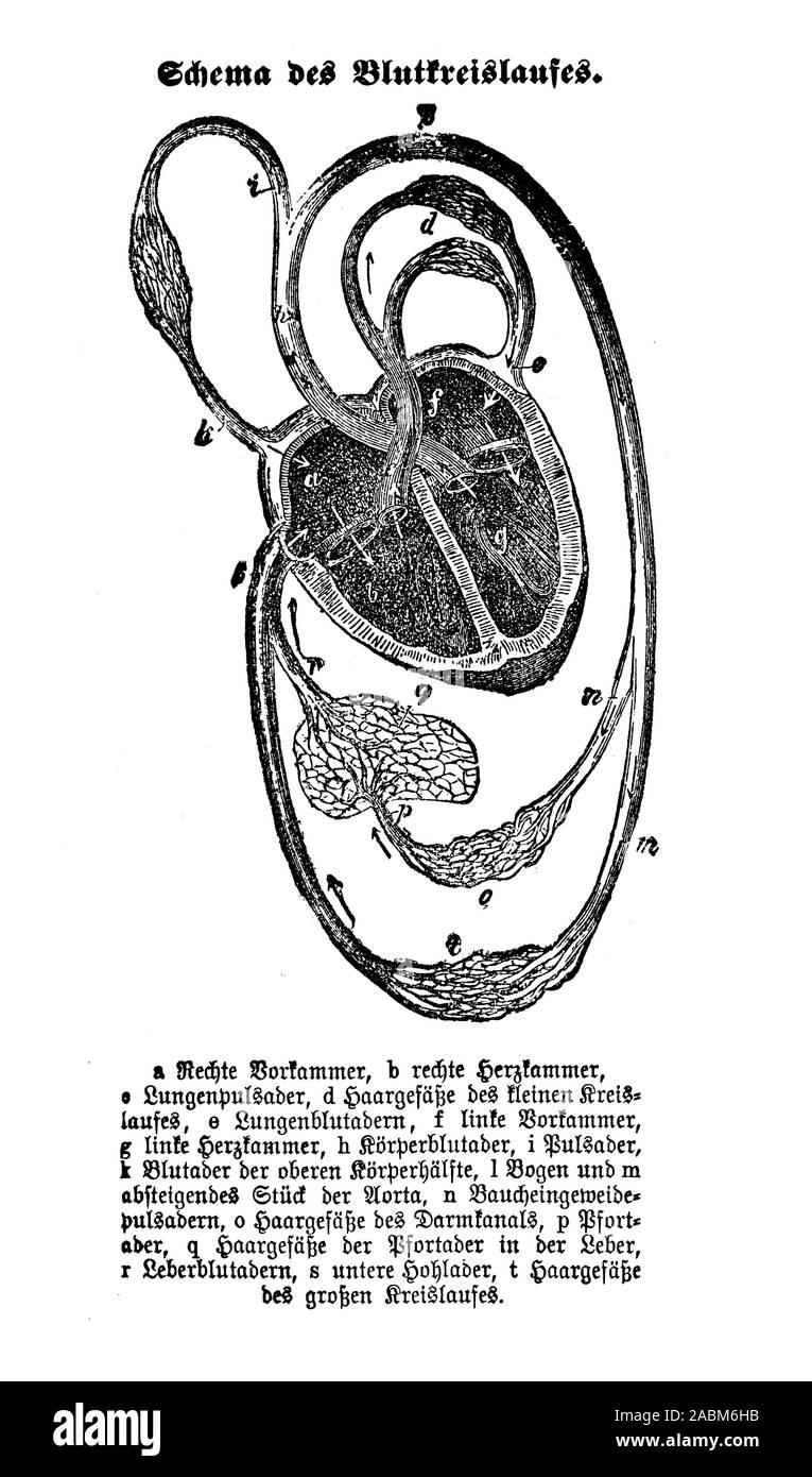 Santé et médecine cœur humain et l'anatomie de la circulation sanguine avec descriptions allemand Banque D'Images