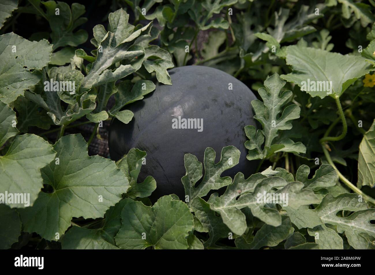 Une pastèque dans le film tunnel entre les feuilles d'un cantaloup. [Traduction automatique] Banque D'Images