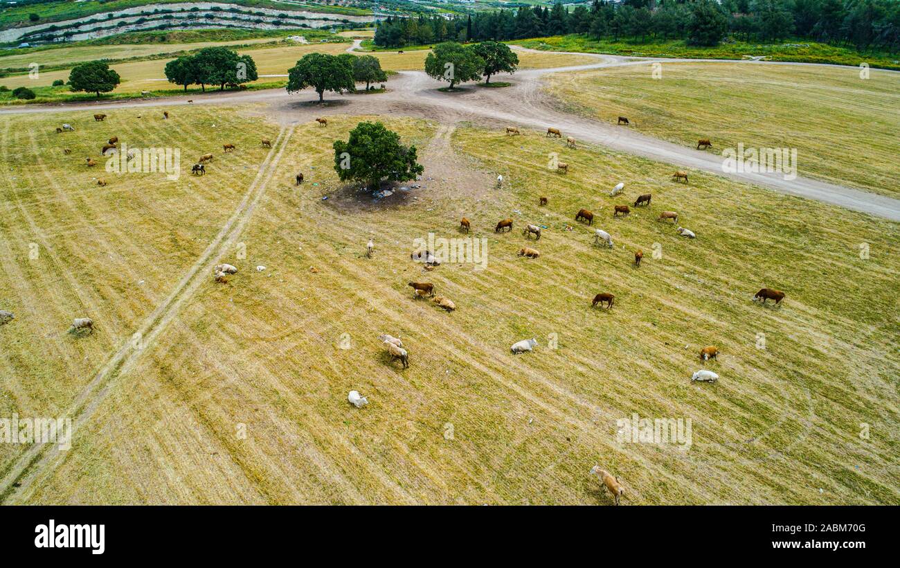 Les champs agricoles des kibboutzim dans la vallée Menashe Banque D'Images