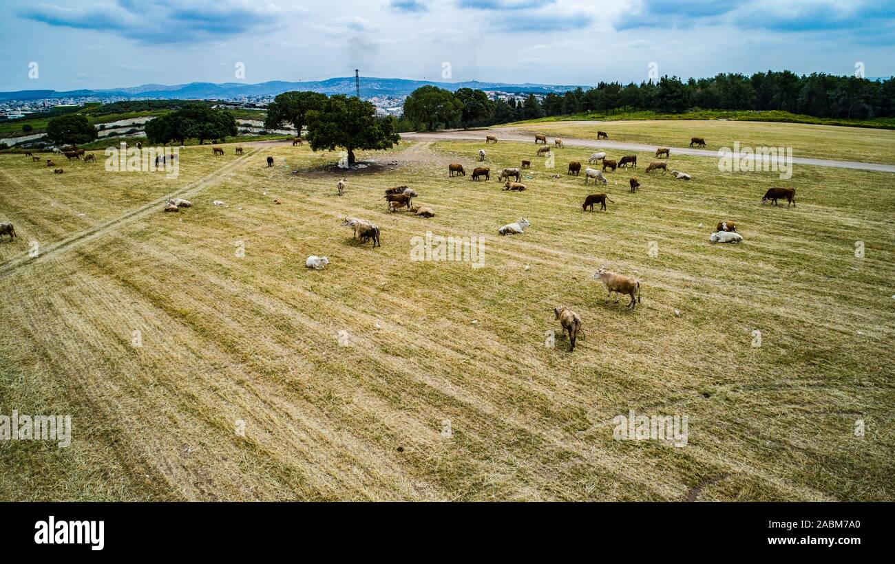 Les champs agricoles des kibboutzim dans la vallée Menashe Banque D'Images