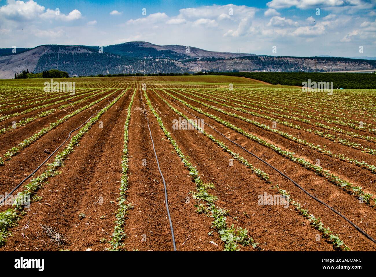 Les champs agricoles des kibboutzim dans la vallée Menashe Banque D'Images